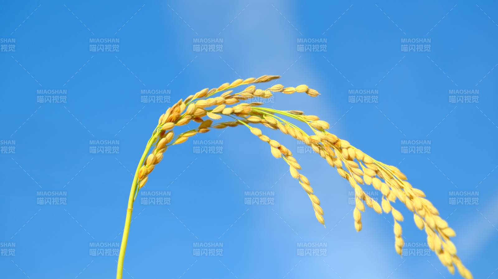 稻穗迎风舞图片