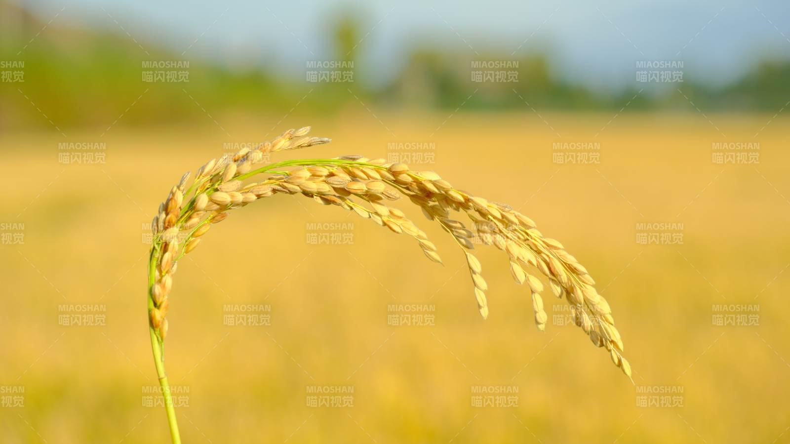 金稻随风摇曳图片