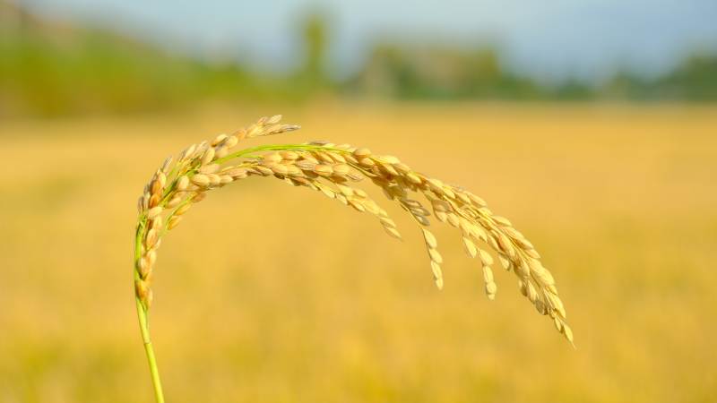 金稻随风摇曳图片