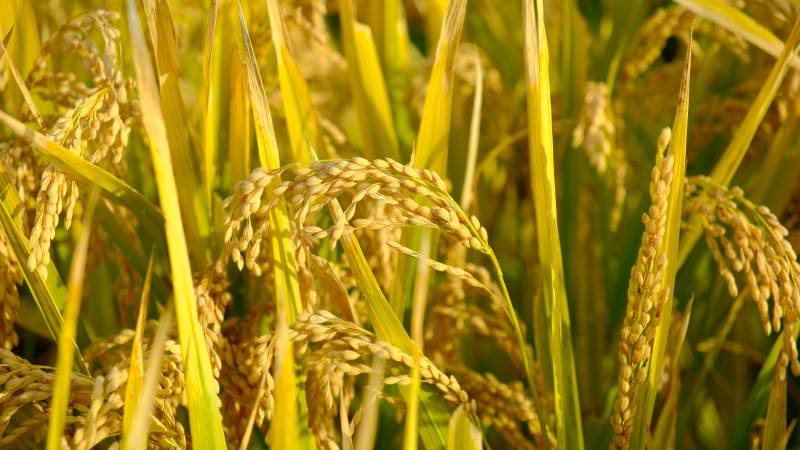 金秋稻田丰收景图片