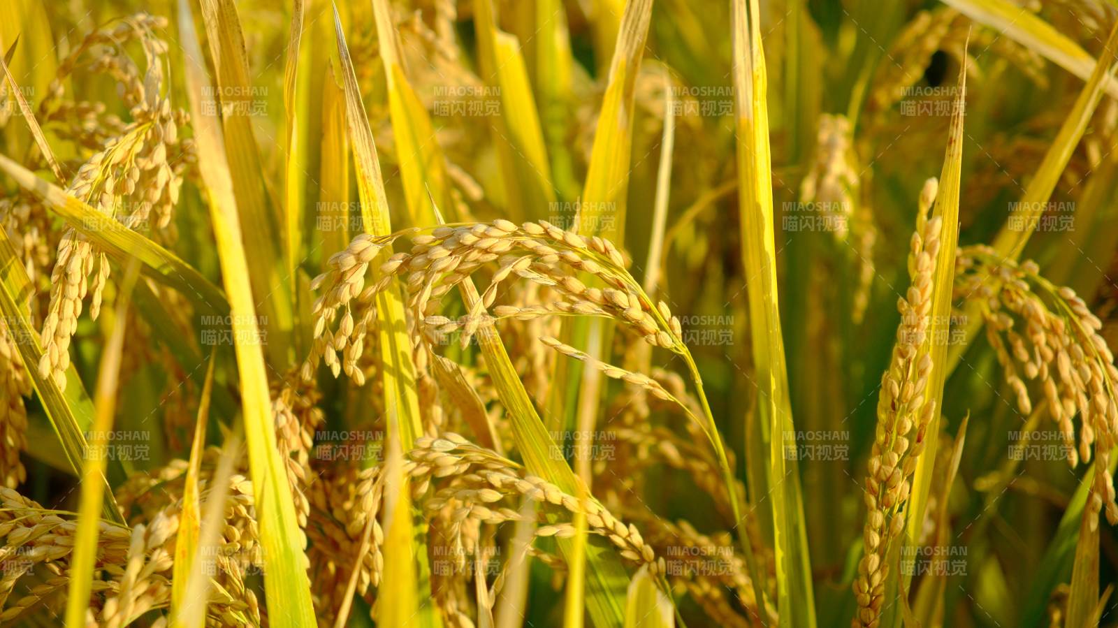 金秋稻田丰收景图片