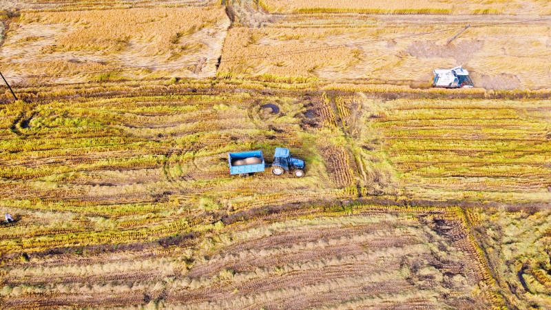 金秋收割图景图片