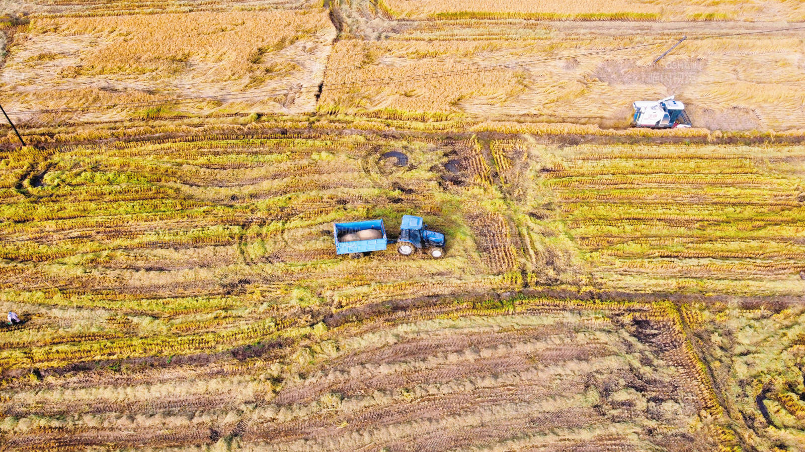 金秋收割图景图片