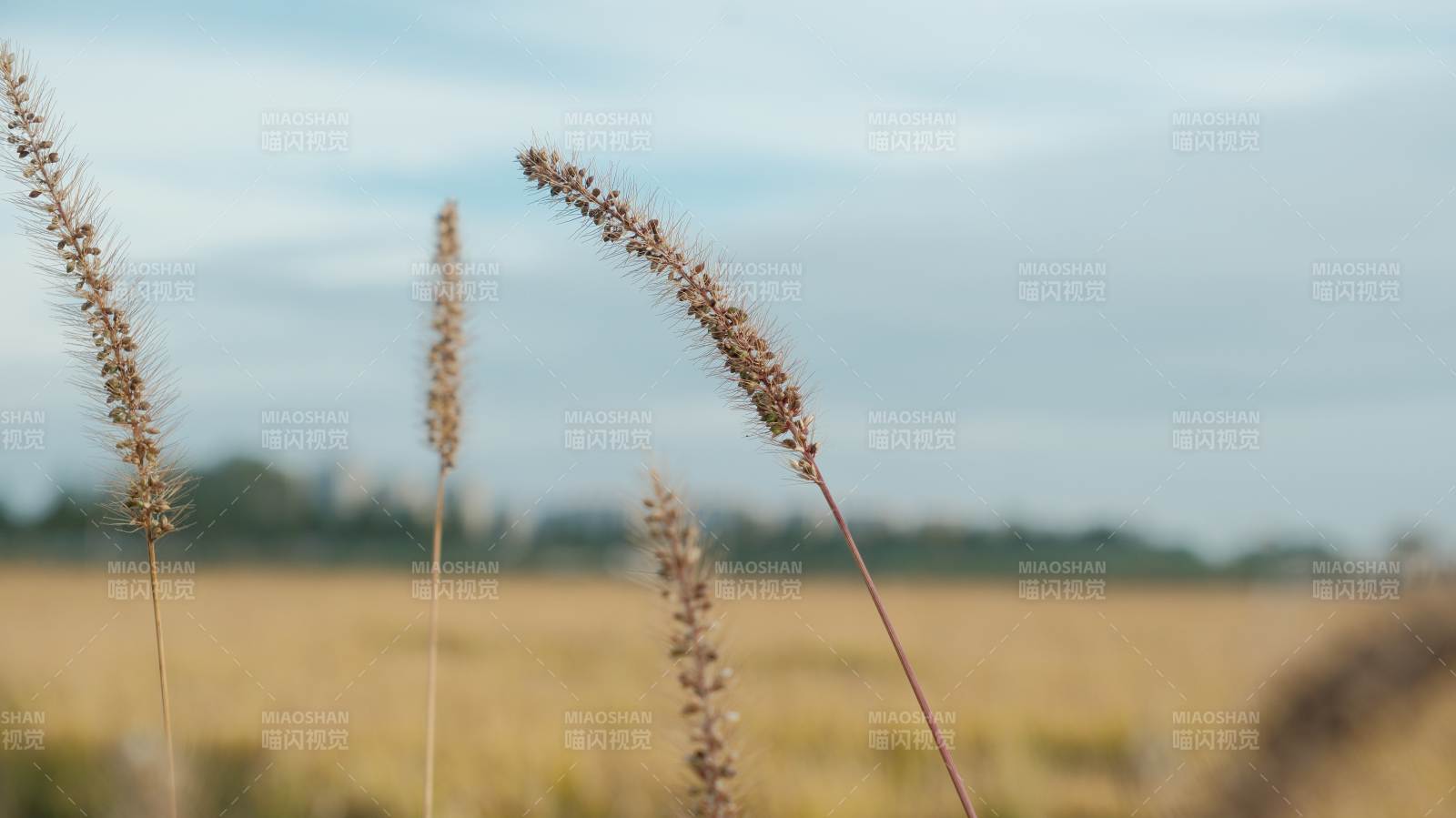 狗尾草随风舞图片