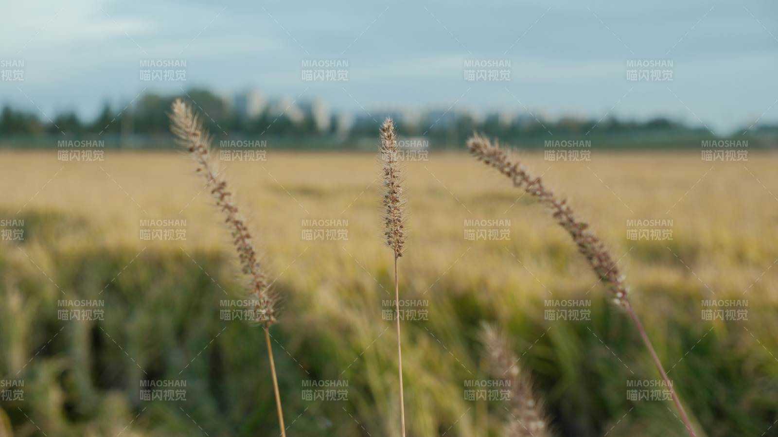 金秋麦田静景图片