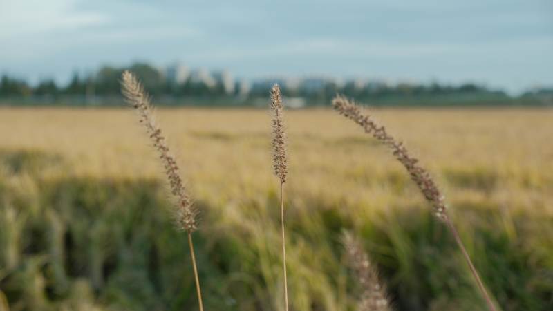 金秋麦田静景图片