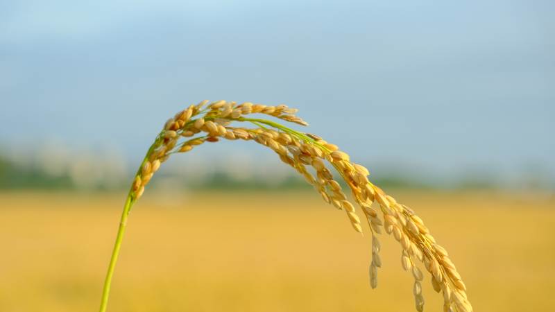 金穗低垂 丰收在望图片