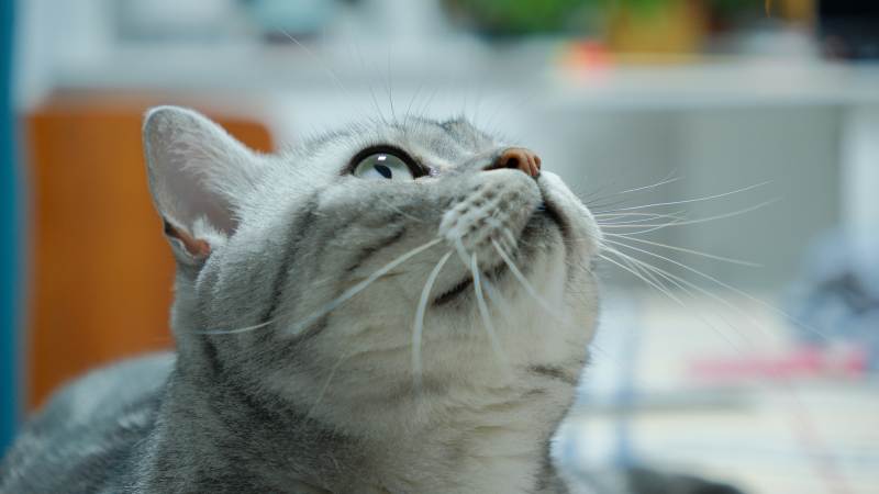 猫咪仰望天空图片