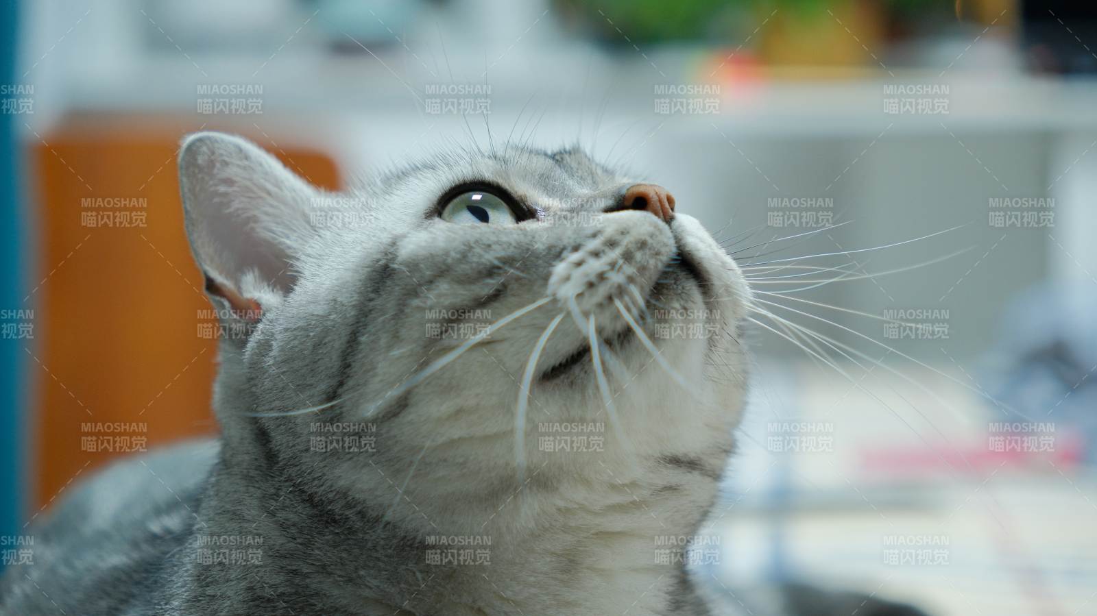 猫咪仰望天空图片