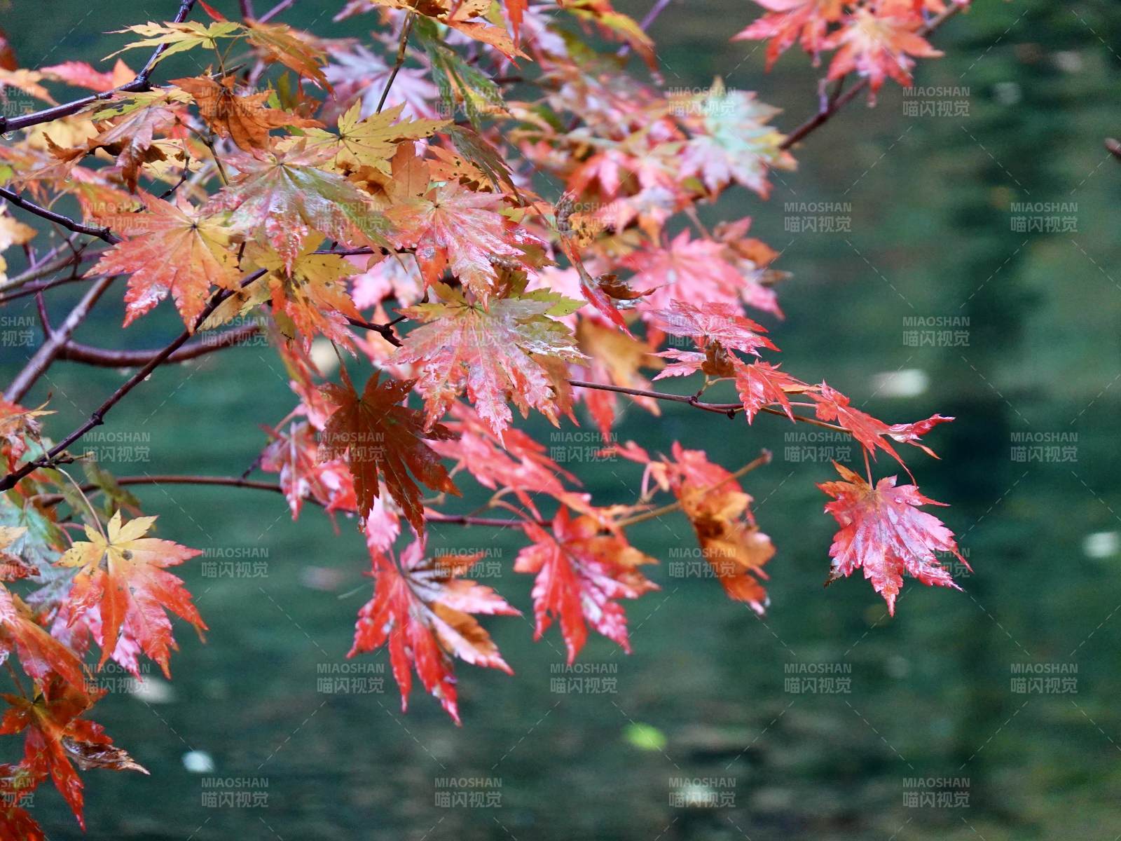 秋枫映水图片