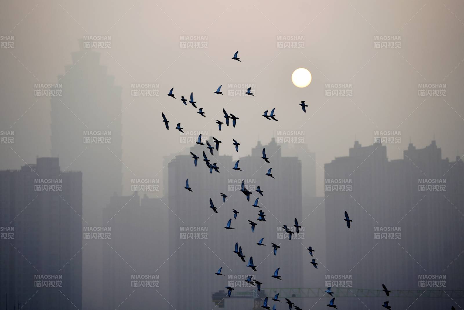 飞鸟掠过大雾笼罩的城市天际图片