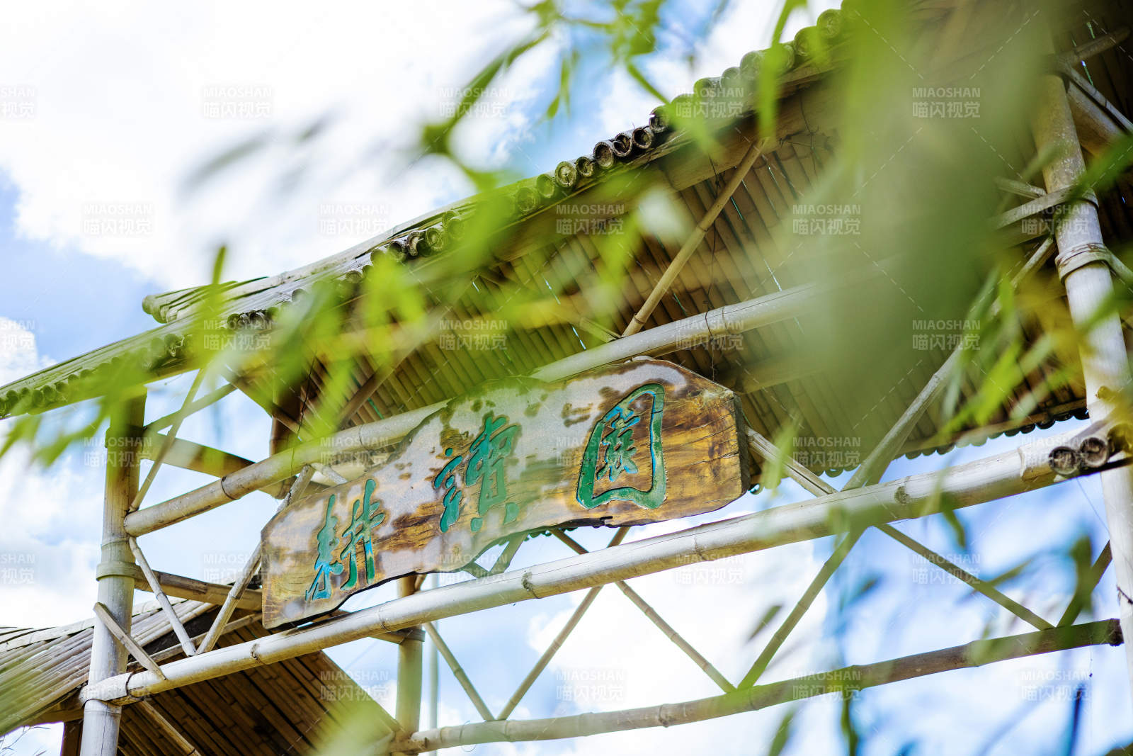 绿意盎然的竹园图片