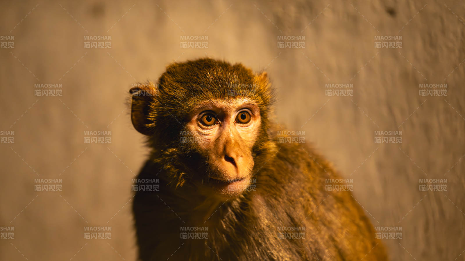 猴子凝视图片