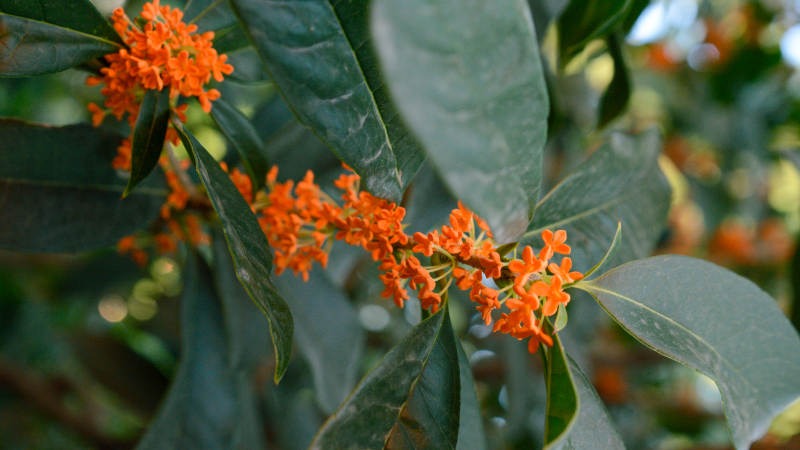 桂花绿叶相映美图片