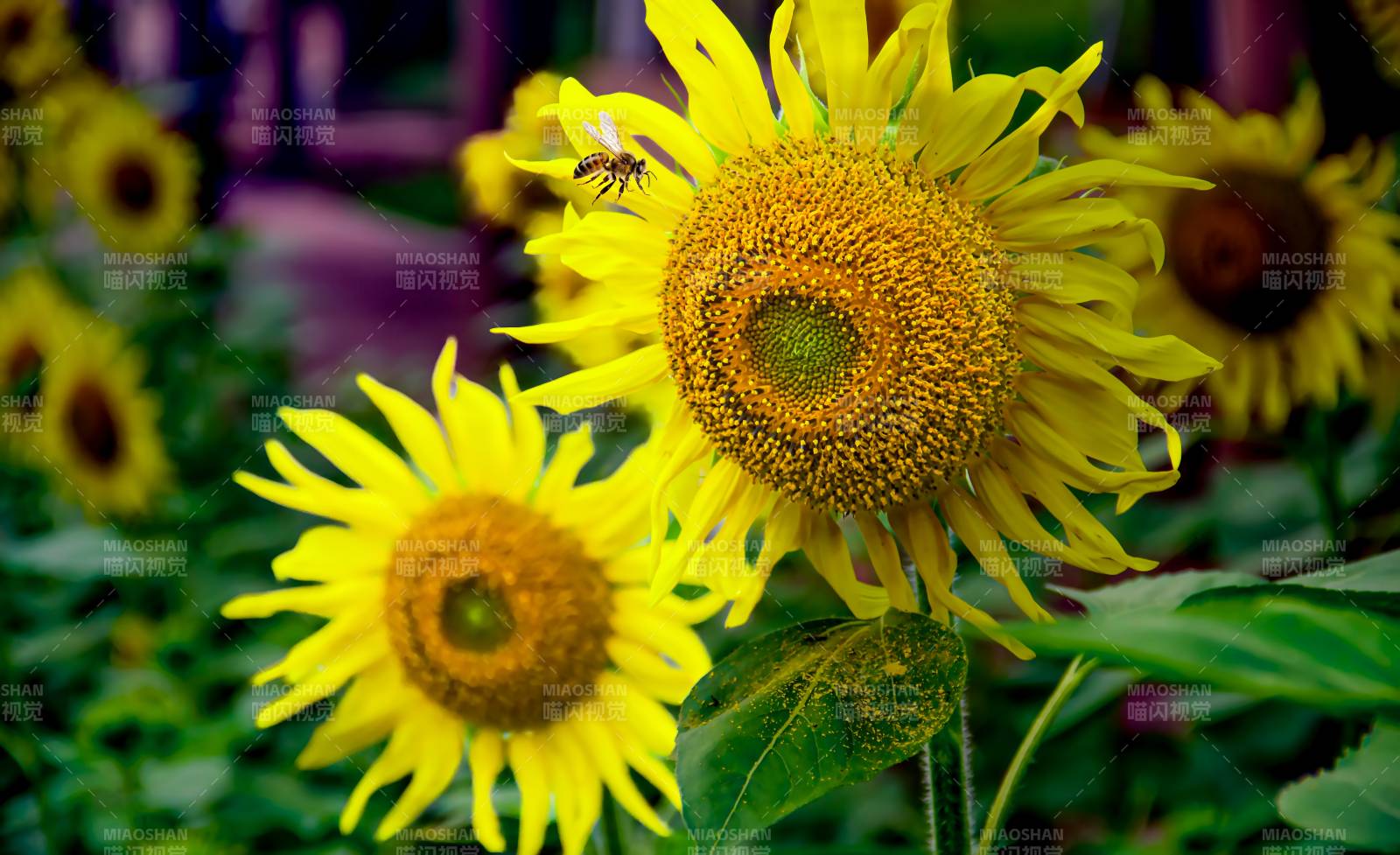 向日葵与蜜蜂共舞图片