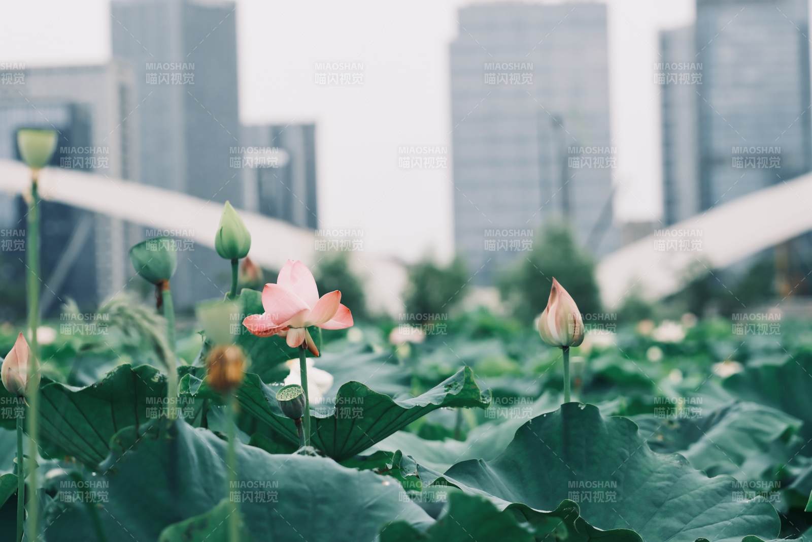 城市中的荷花盛开图片