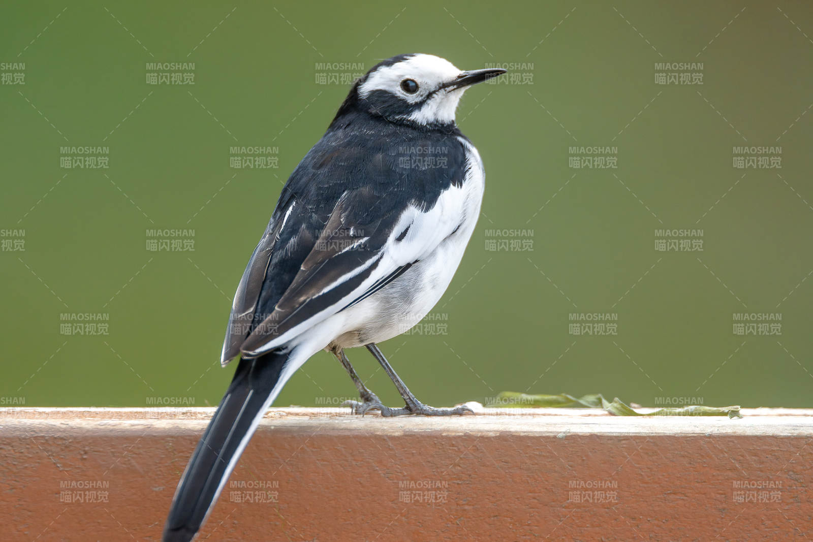 白鹡鸰栖息木栏图片