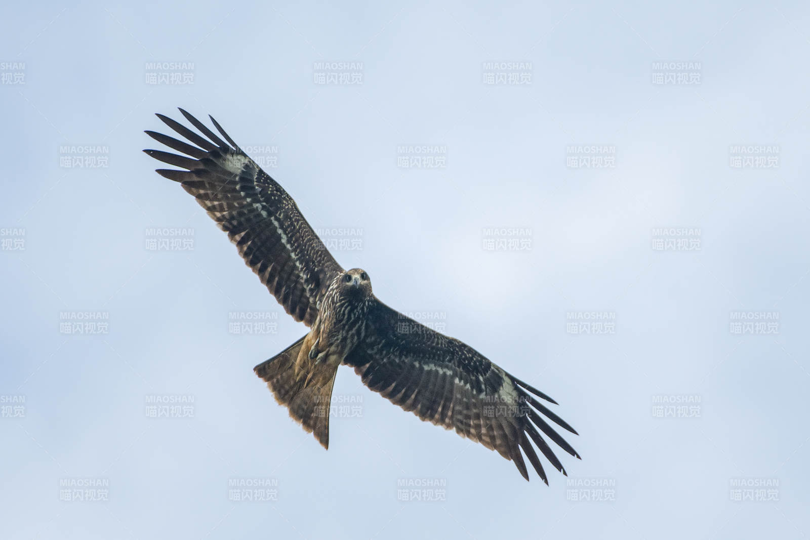 翱翔的猛禽图片