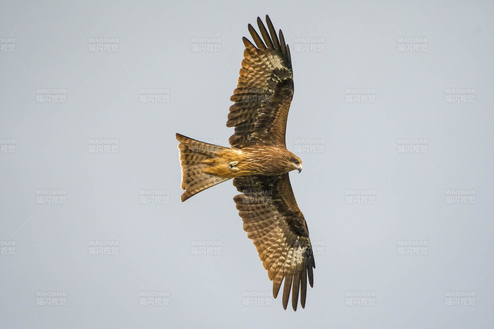 翱翔的猛禽图片