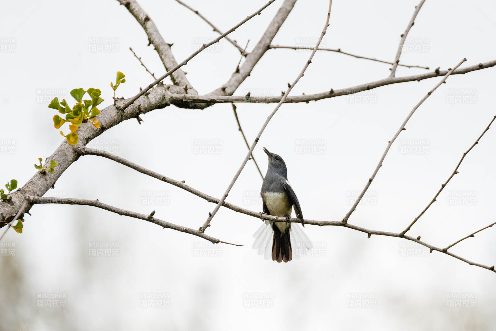 鹊鸲栖枝头图片