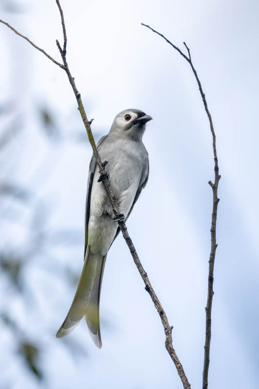 灰卷尾灰鸟栖枝 静观天际图片