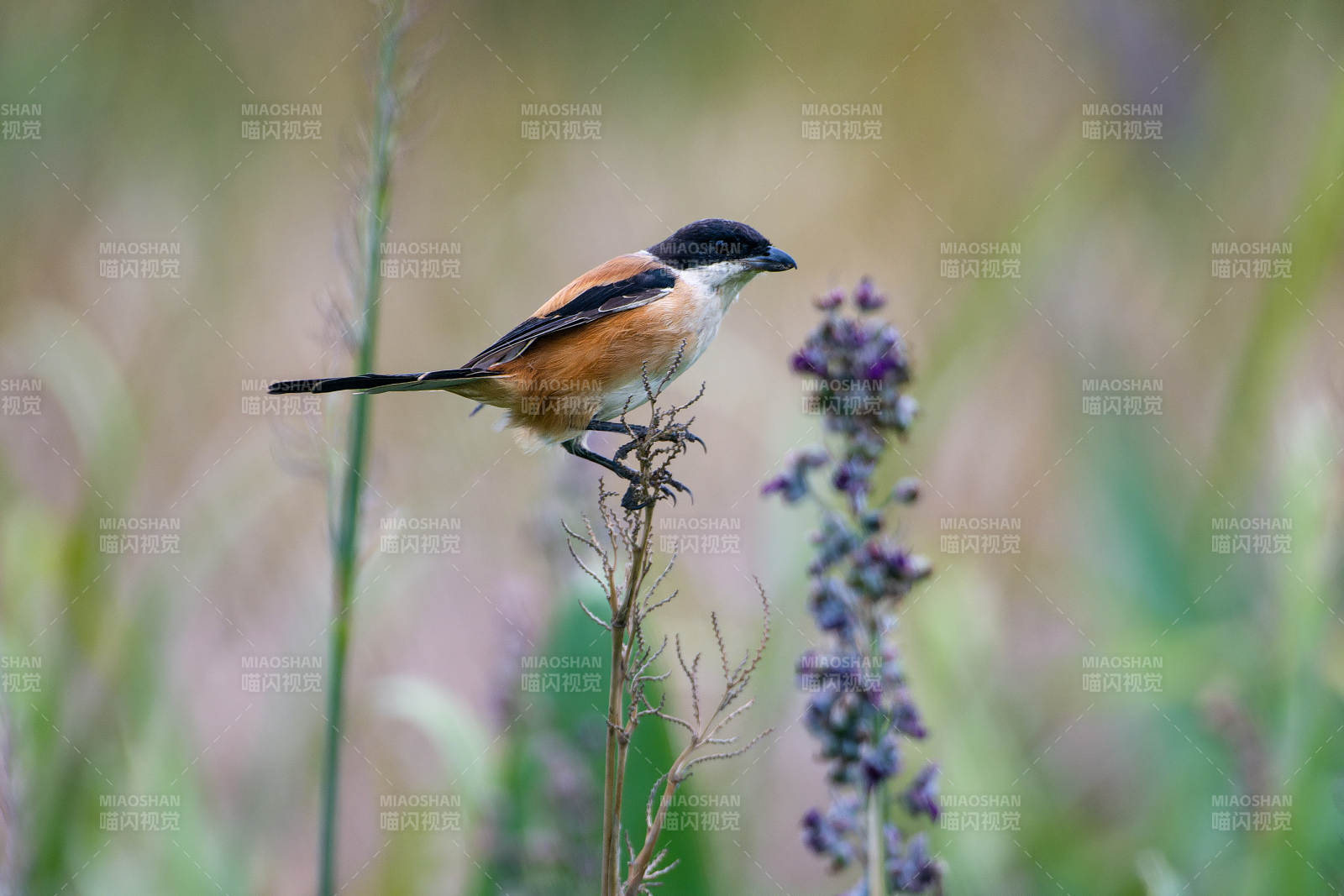 棕背伯劳栖息花丛图片