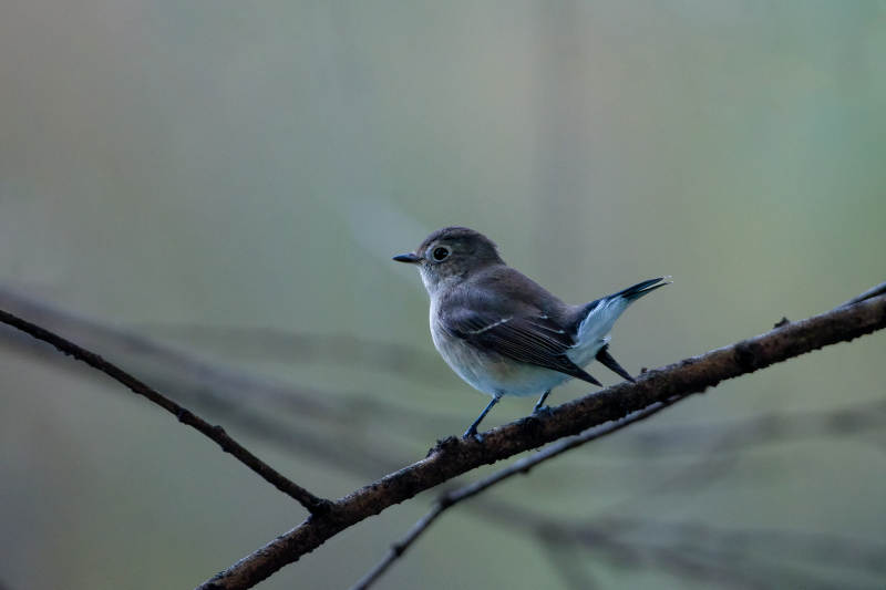 红喉姬鹟栖息枝头图片