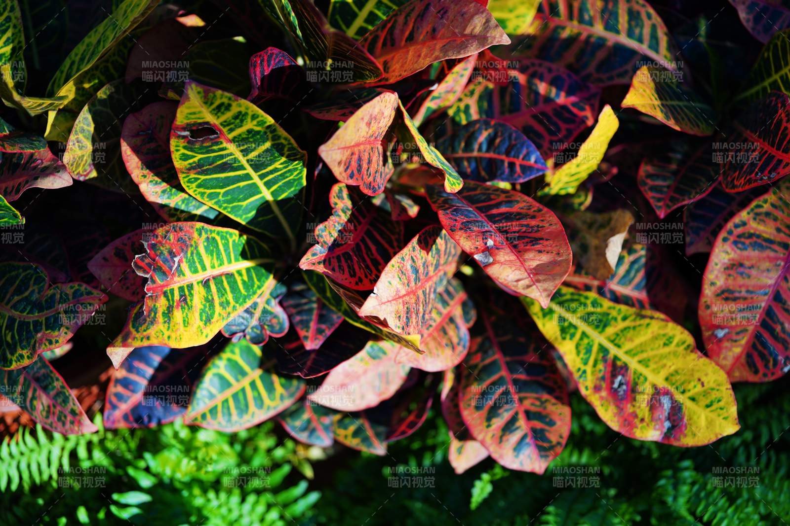 彩叶植物特写图片