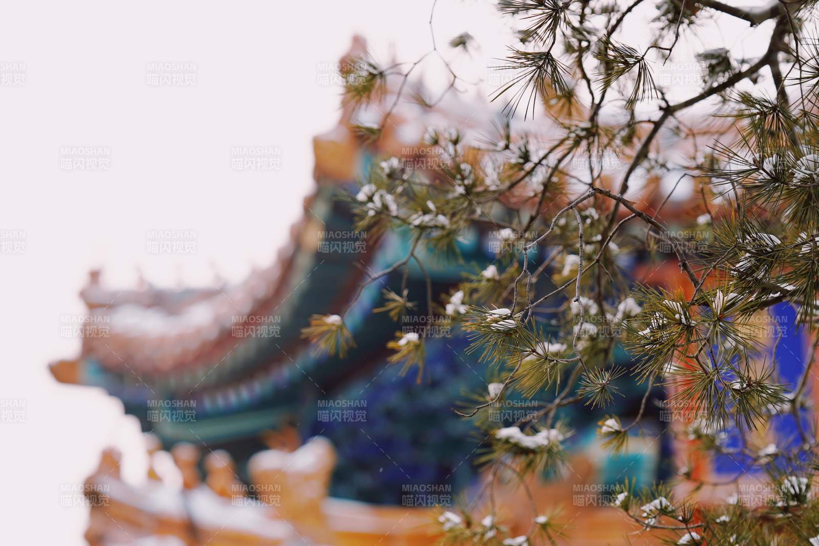 故宫古建筑与松枝图片