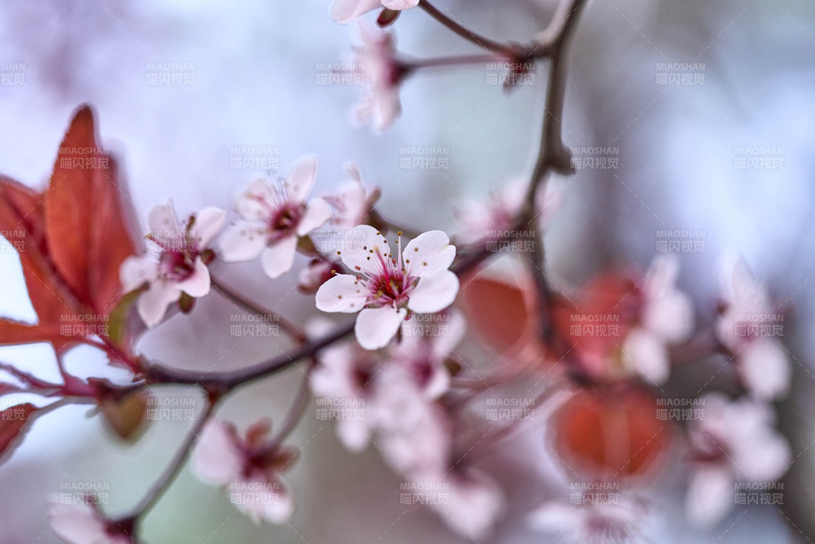 北京樱花绽放枝头图片