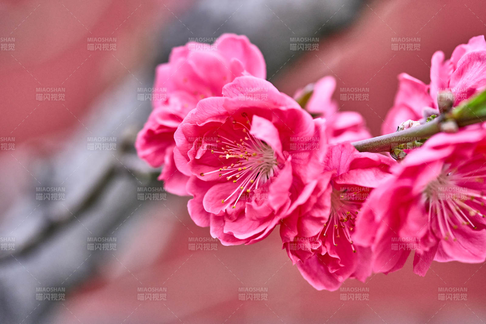 粉红桃花绽放枝头图片