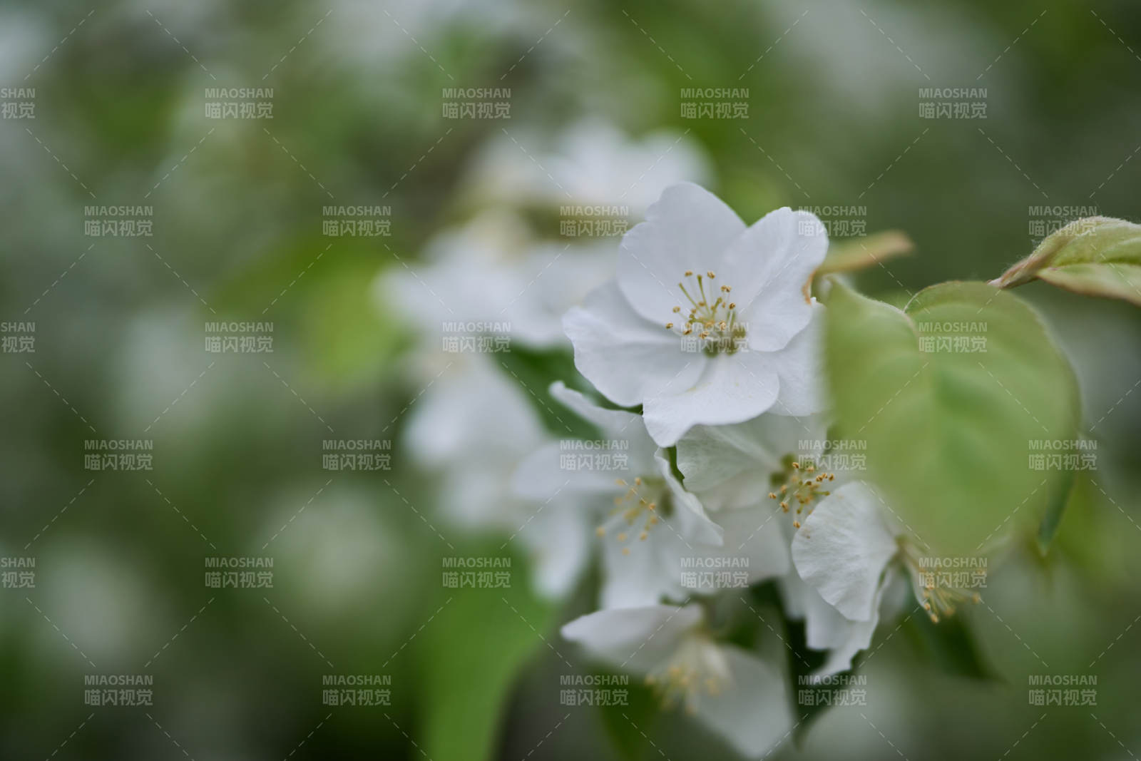 北京樱花绽放枝头图片