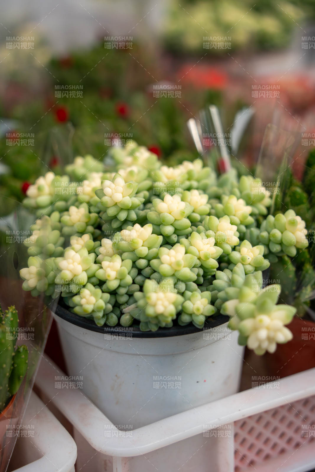 多肉植物盆栽图片