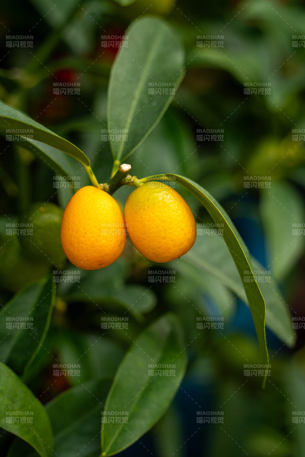金桔挂枝头图片