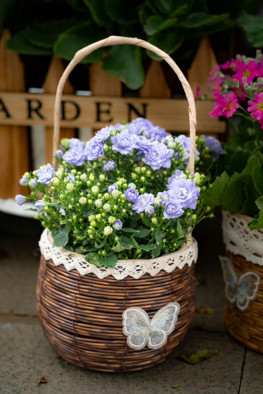 花篮里的紫色小花图片