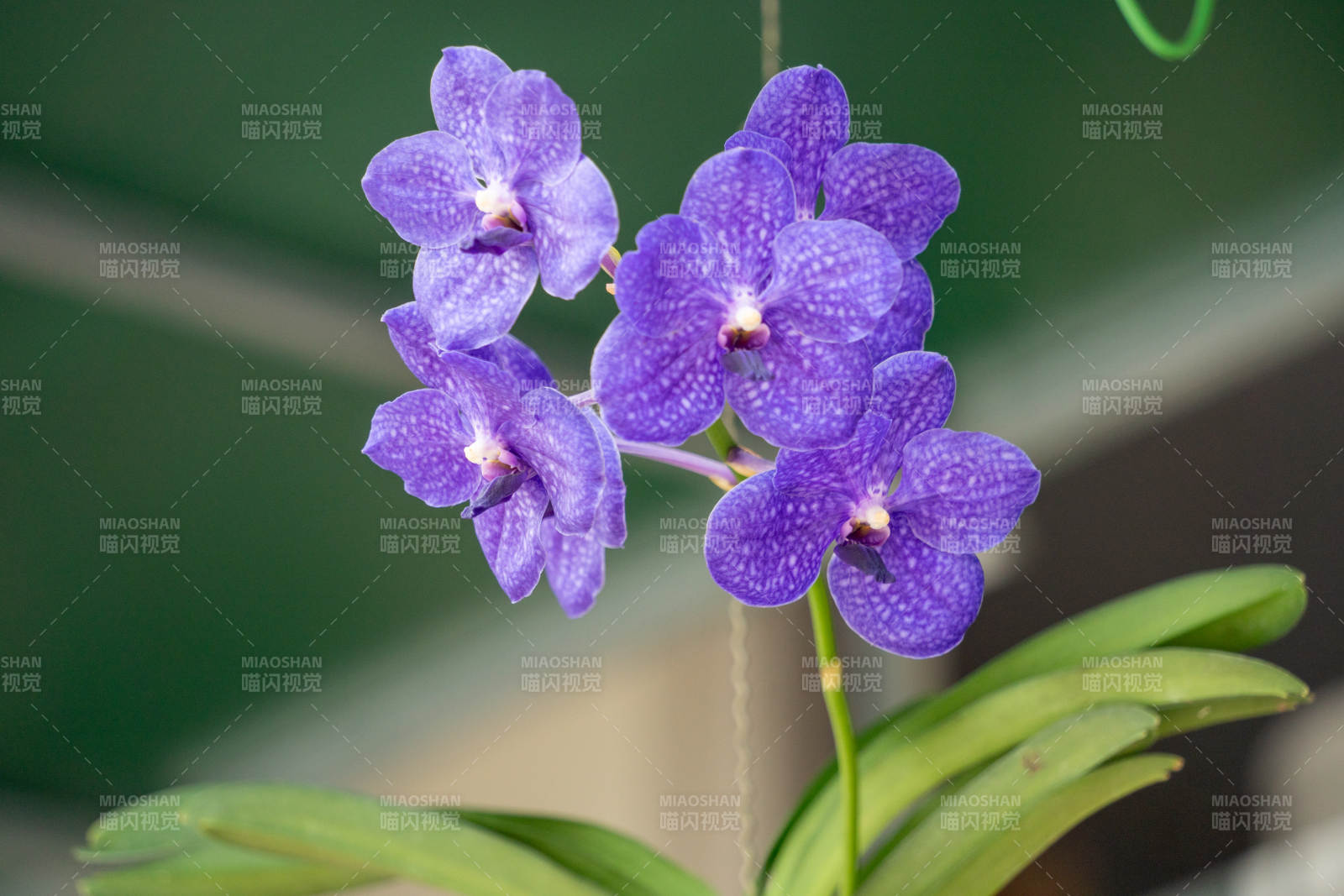 蝴蝶兰花绽放图片