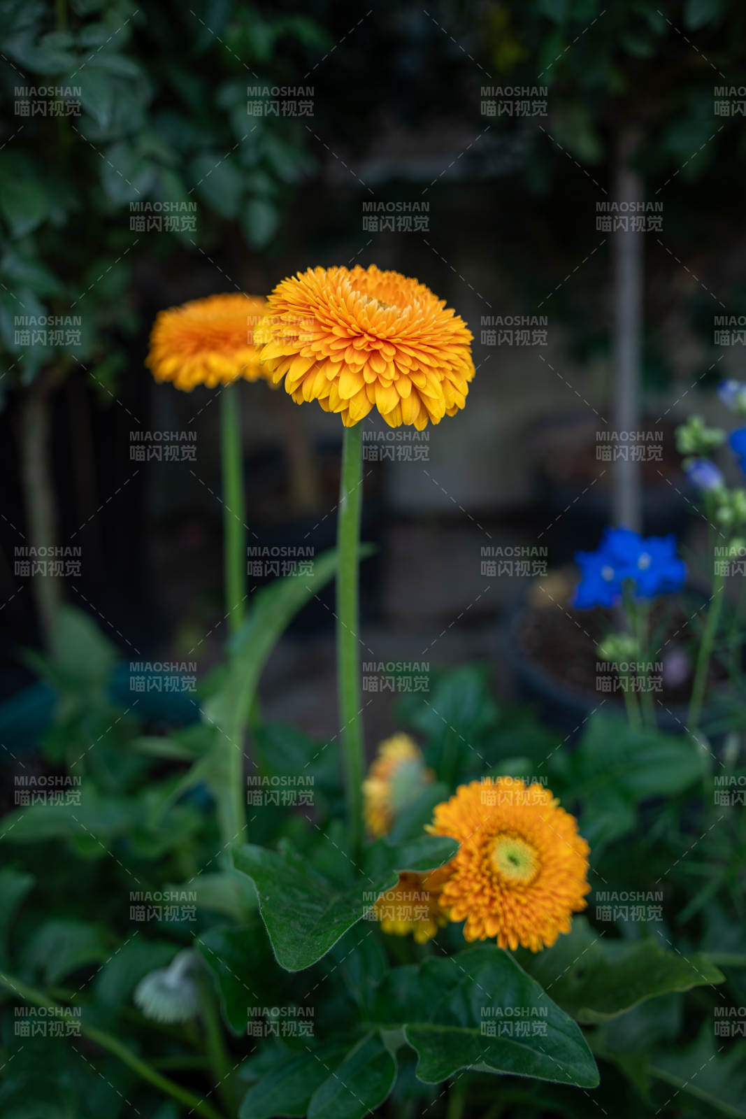 橙花绽放 绿叶相伴图片