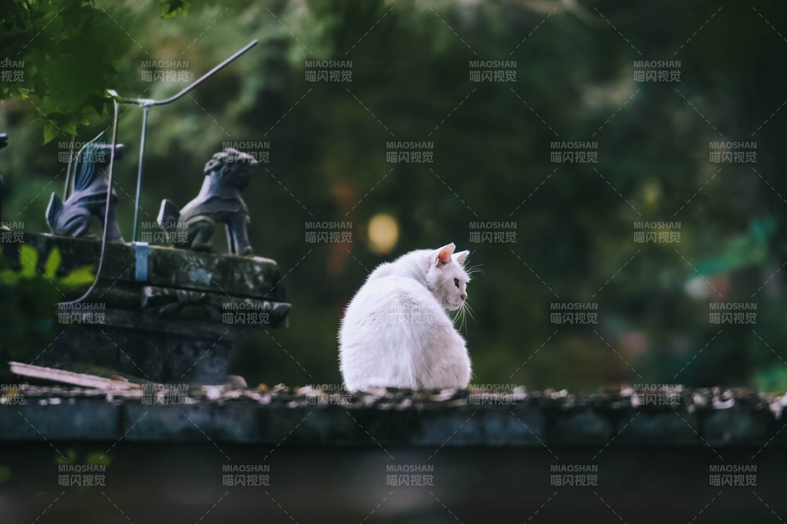 白猫静坐庭院中图片
