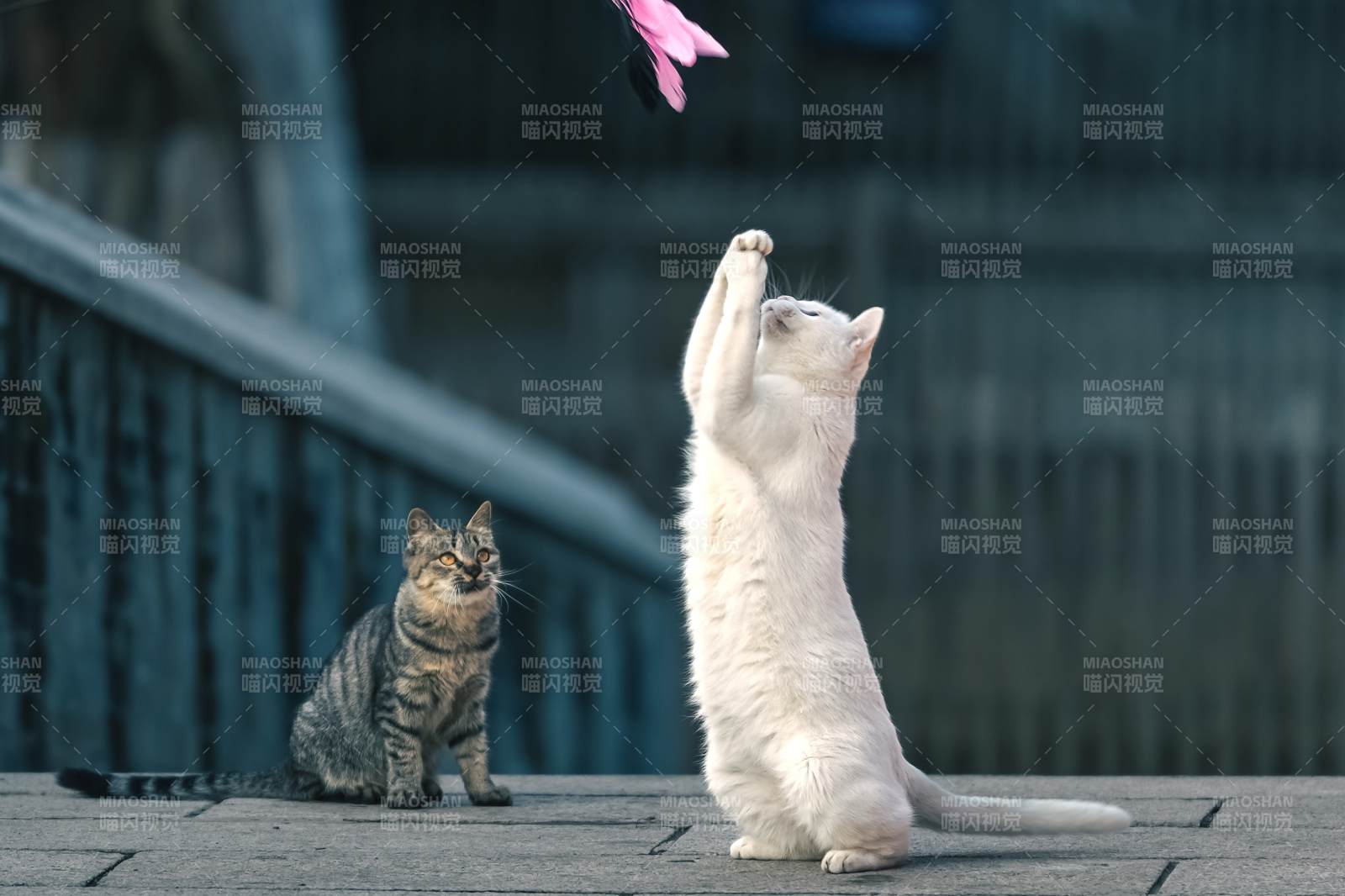 猫戏花 一静一动图片