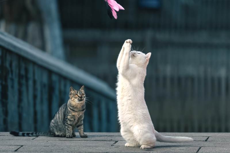 猫戏花 一静一动图片