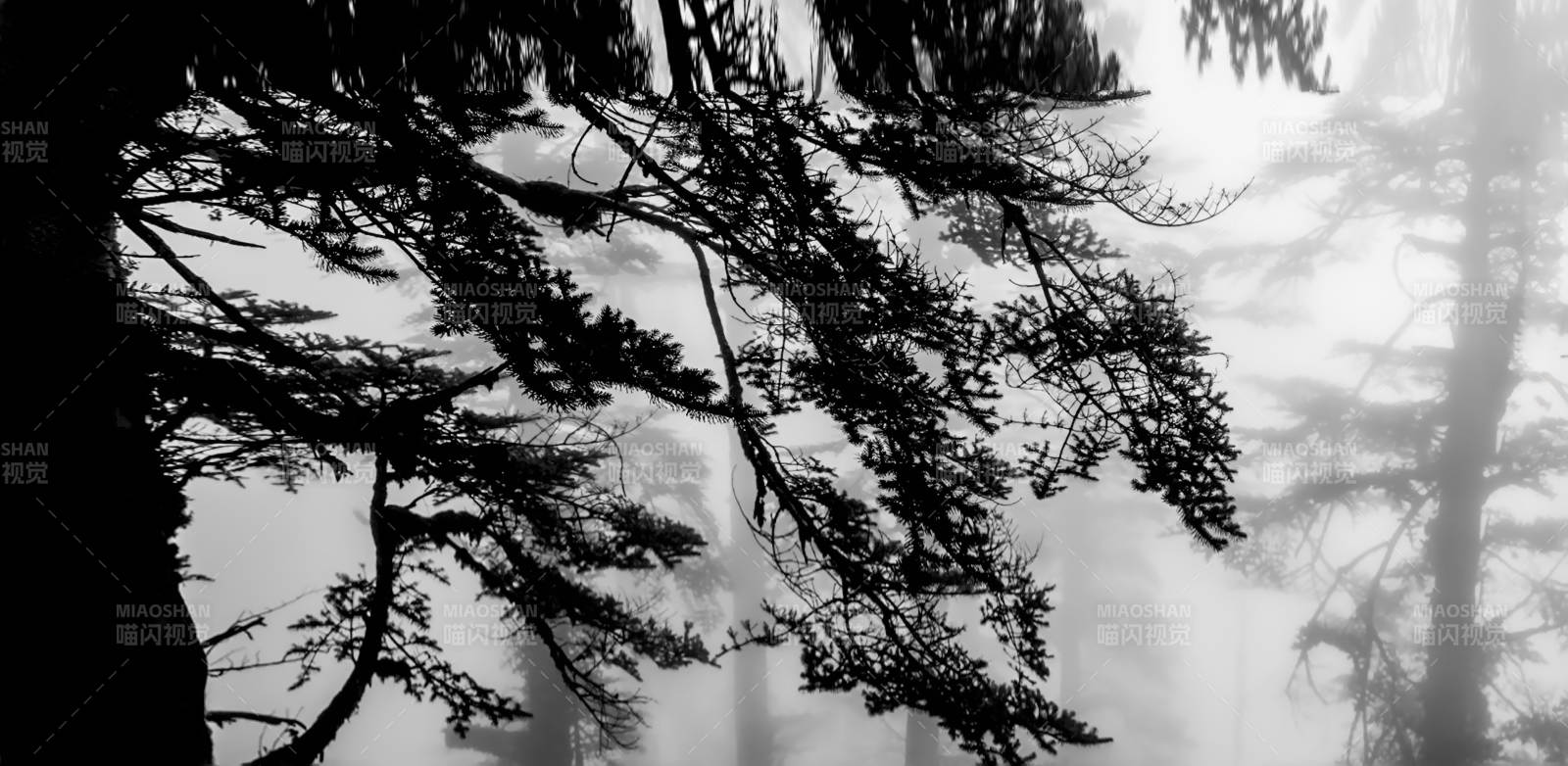 雾中松影图片
