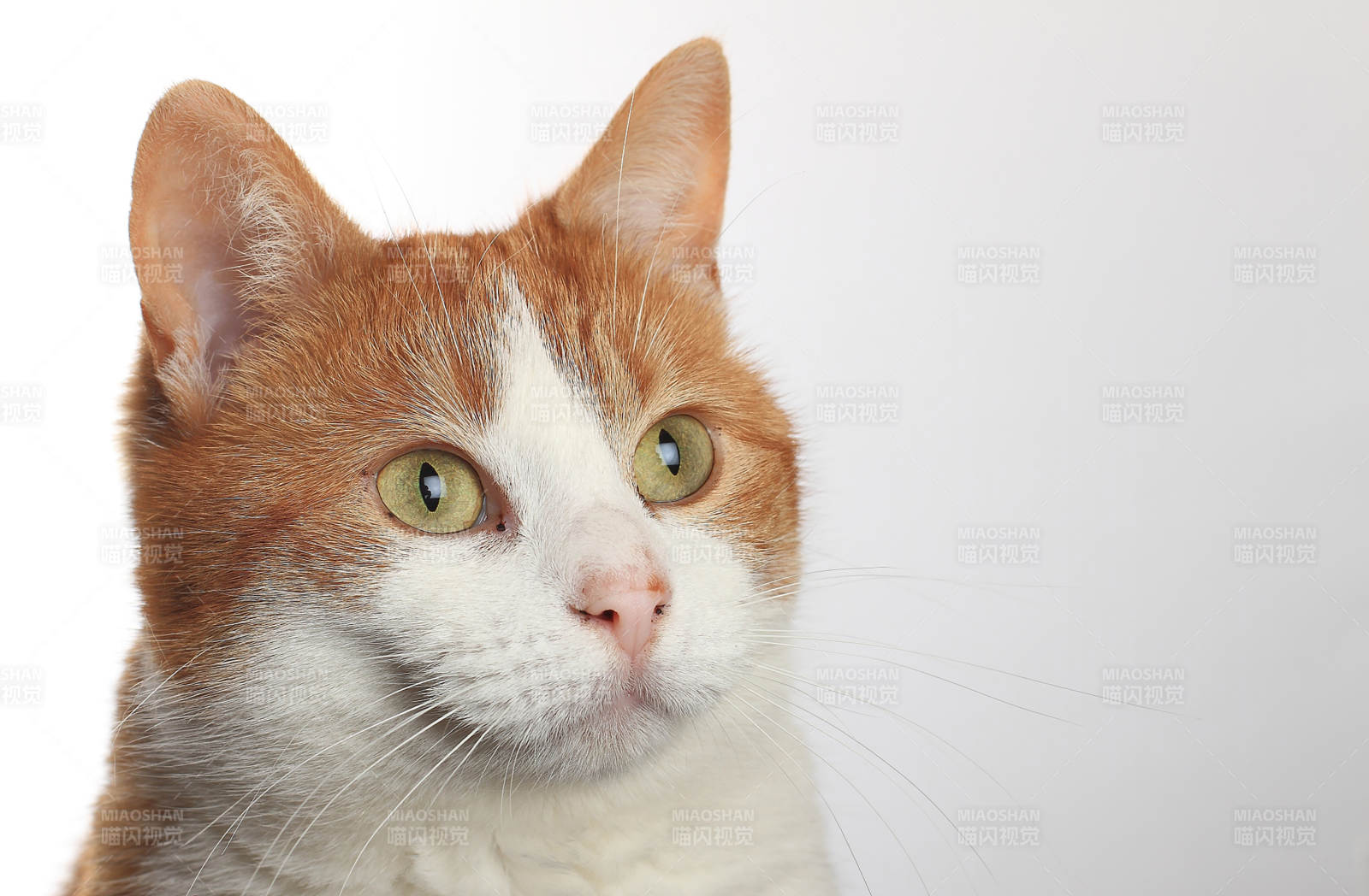 橙白猫凝视图片