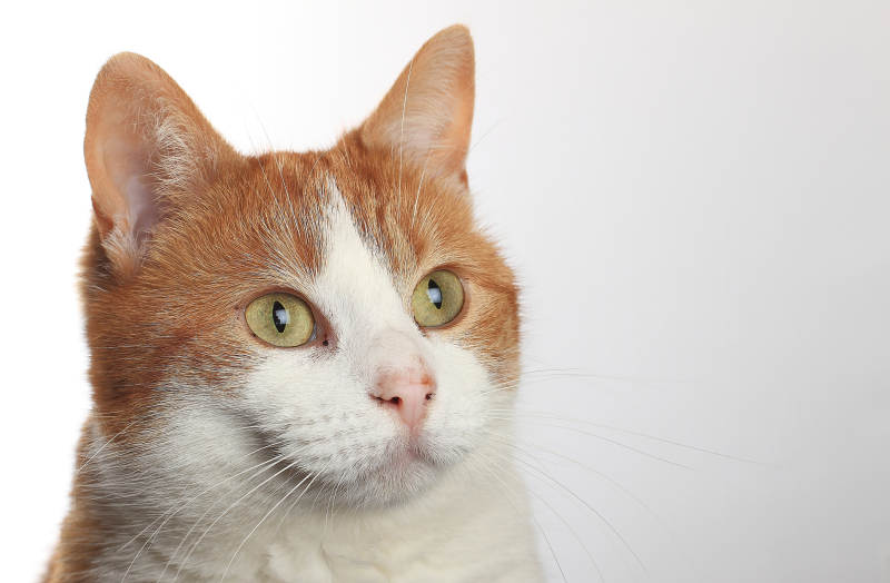 橙白猫凝视图片