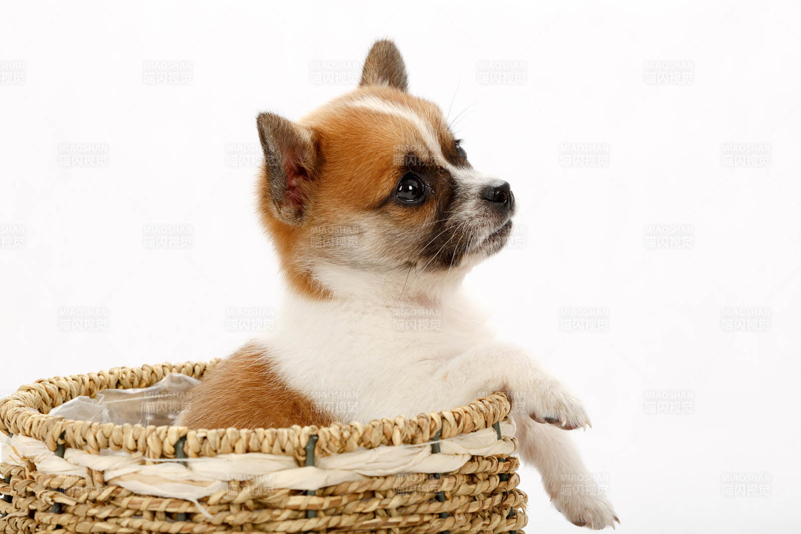 柯基幼犬篮中萌态图片