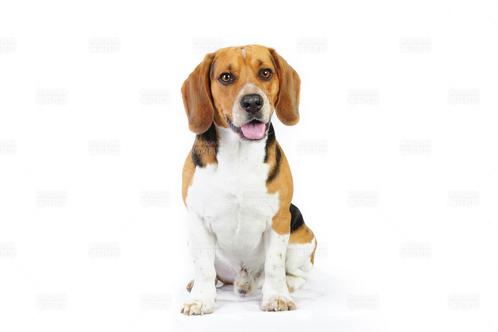 可爱比格犬坐姿照图片