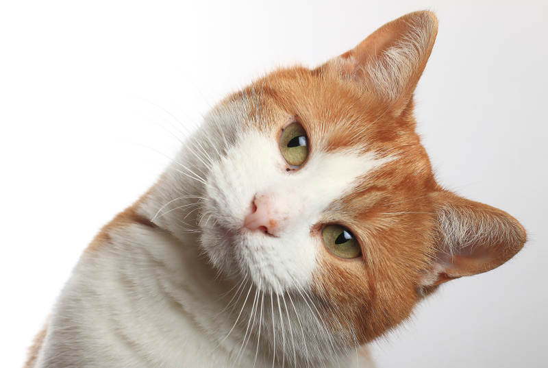 猫咪仰望 眼神温柔图片