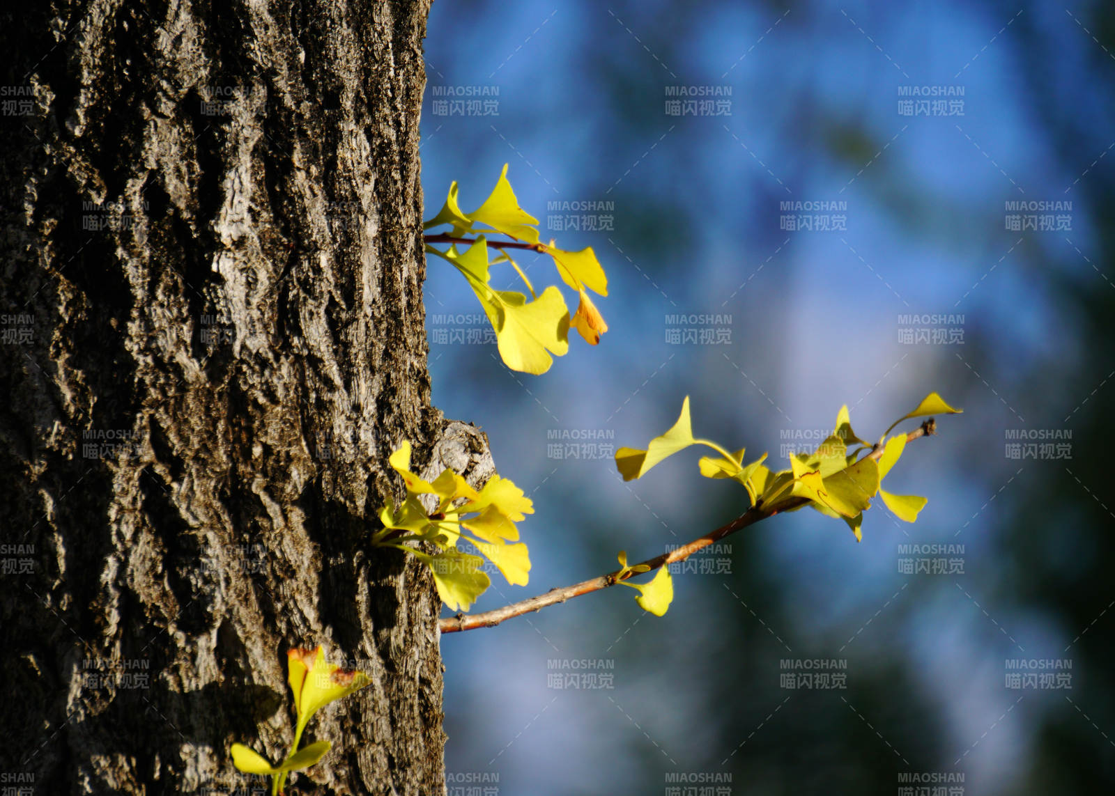 秋天的银杏叶图片