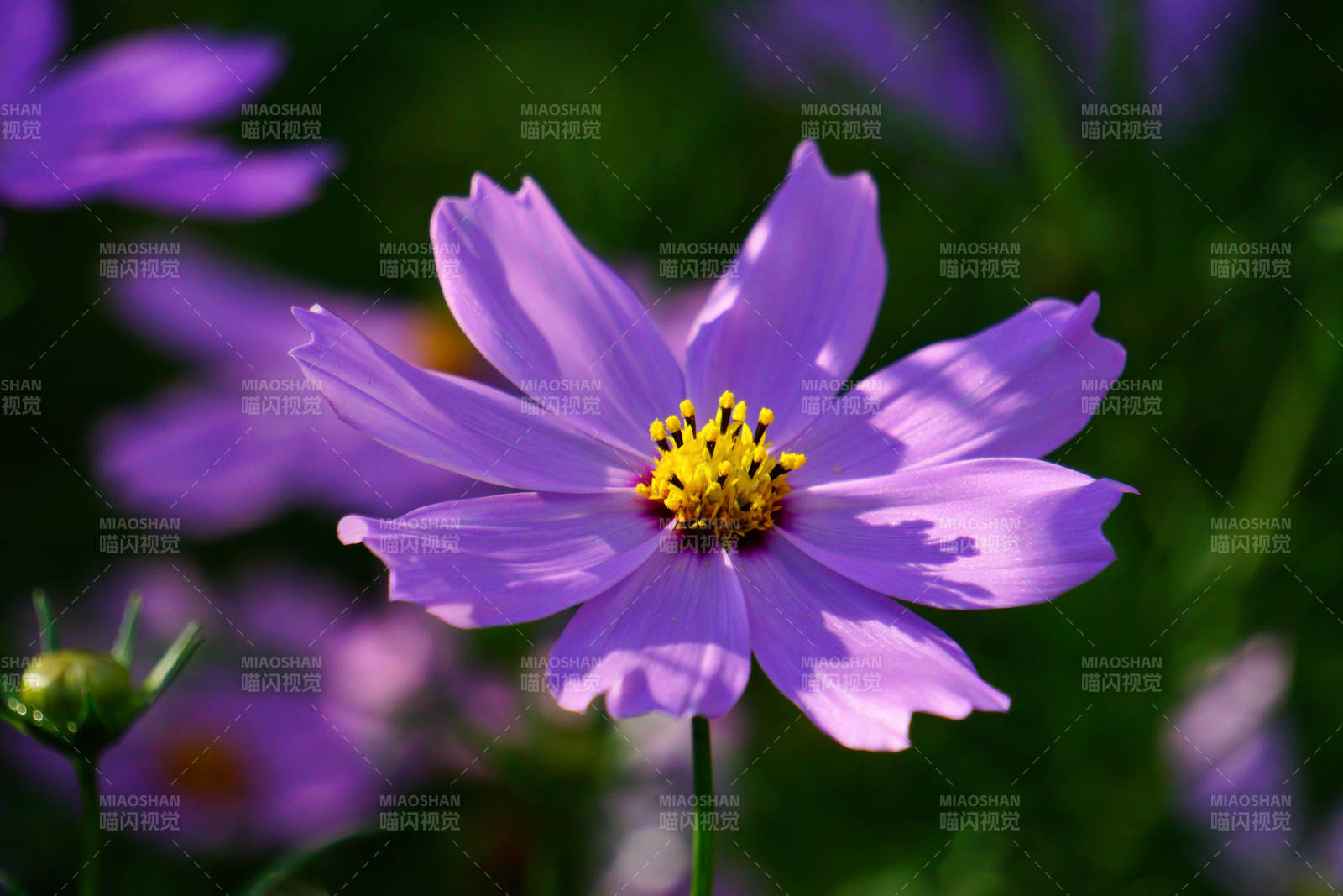 阳光下的波斯菊绽放图片