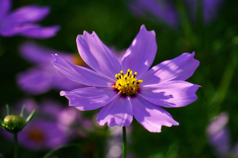 阳光下的波斯菊绽放图片