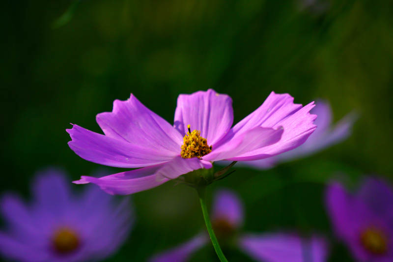波斯菊绽放图片